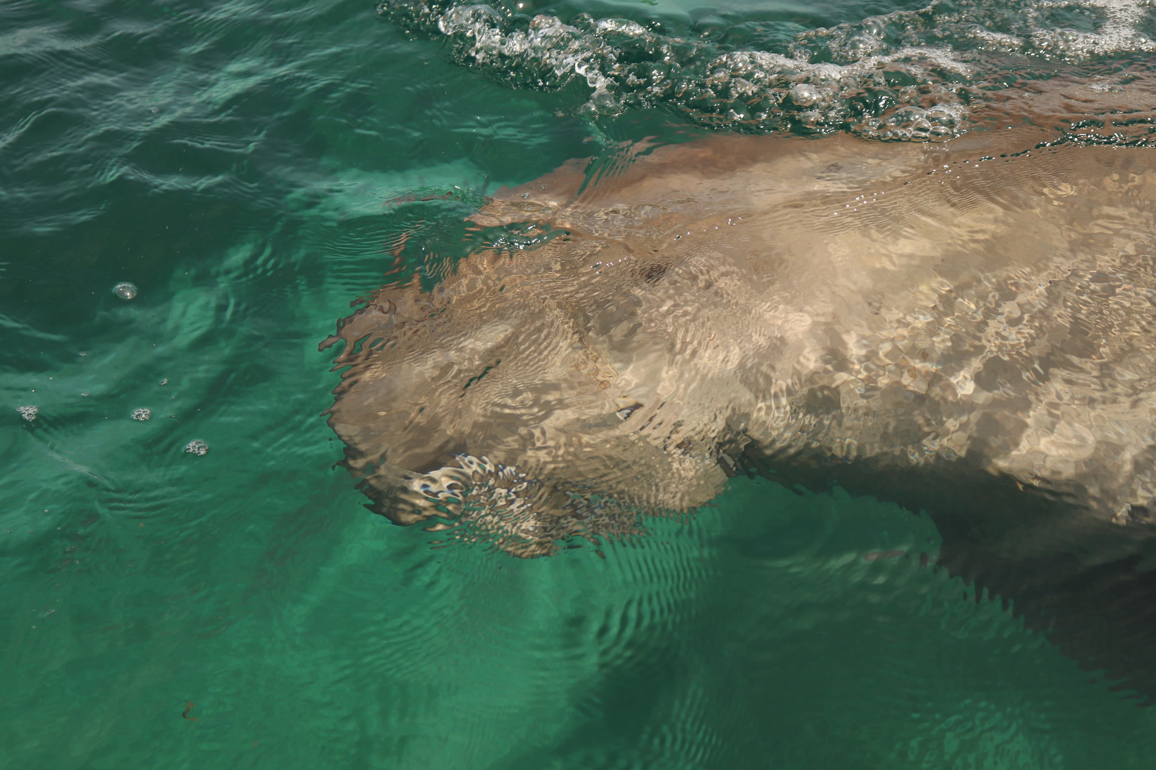 Pesona Dugong